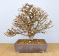 Preview: Bonsai Outdoor, Japanische Lärche (Larix kaempferi)
